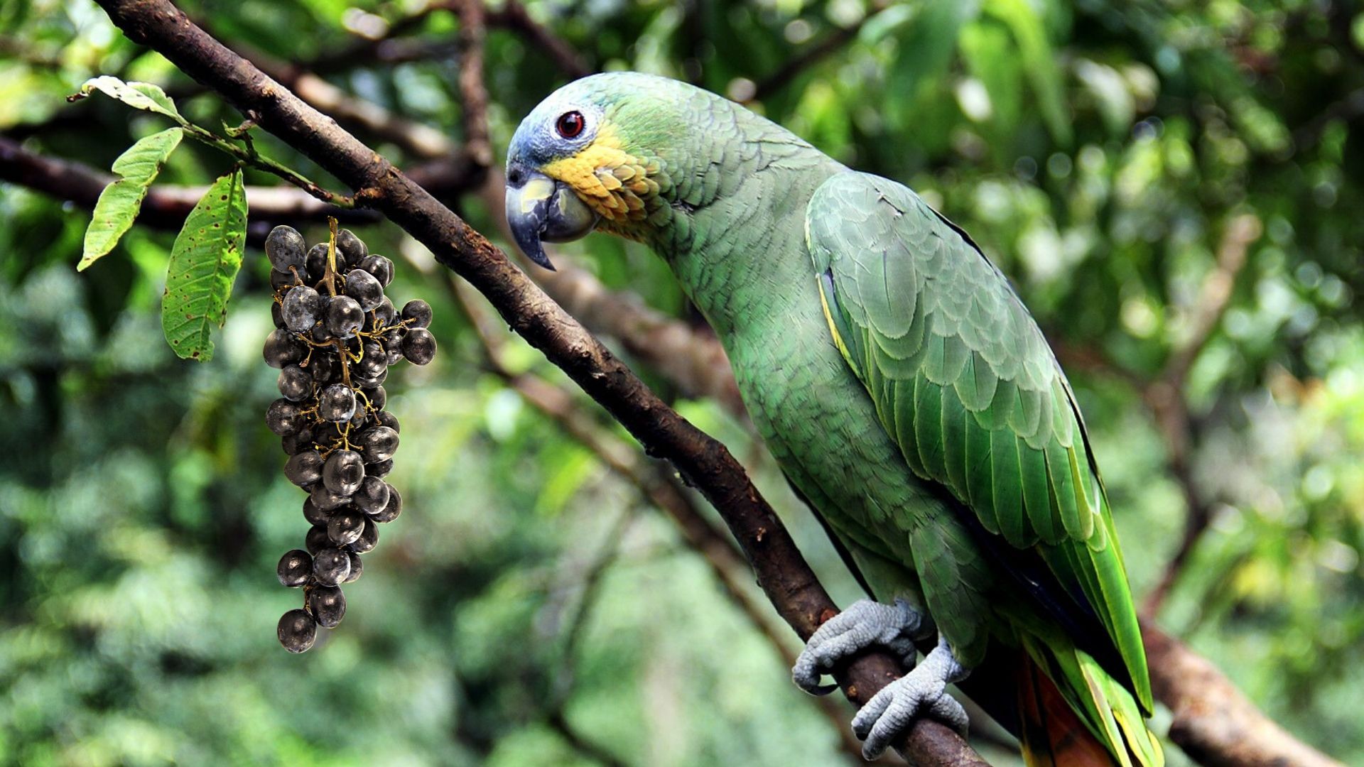 Can Parrots Have Grapes? Everything You Need To Know About Giving Grapes To Your Parrot