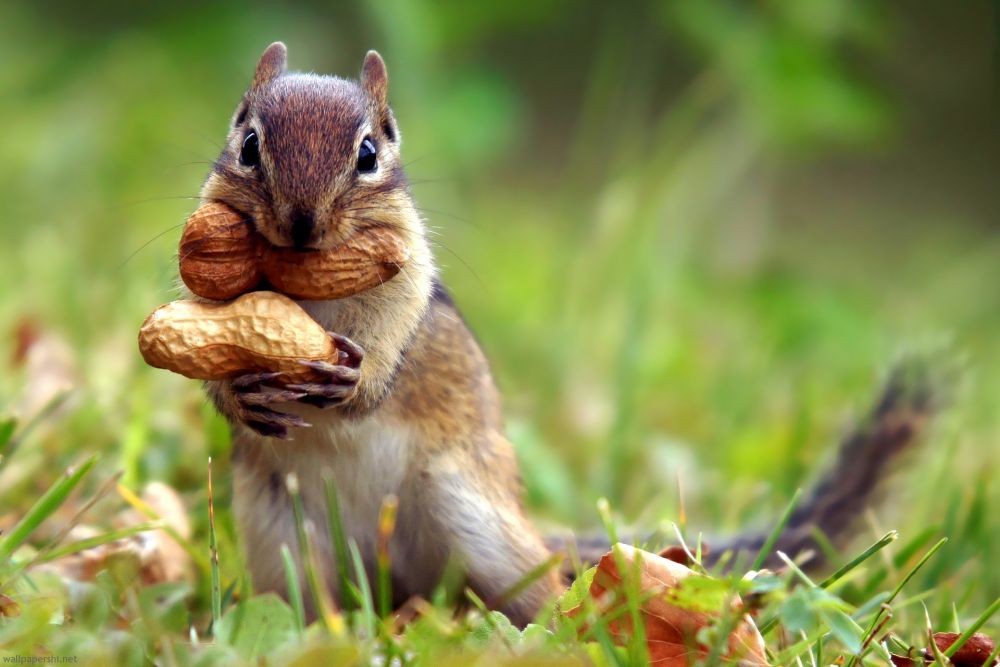 Squirrel holding two peanuts