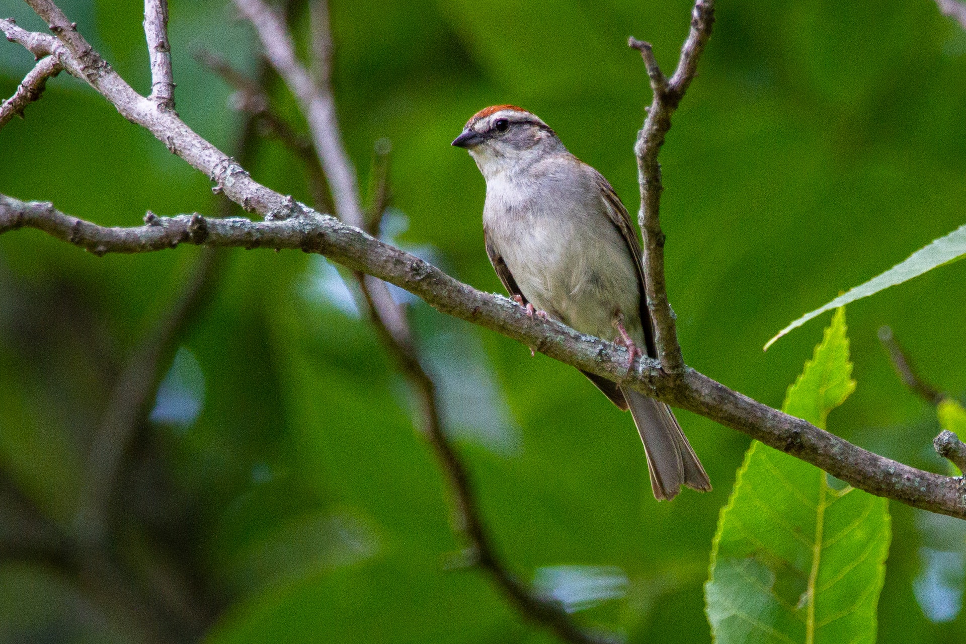 A chipping sparrow sitting on a tree branch