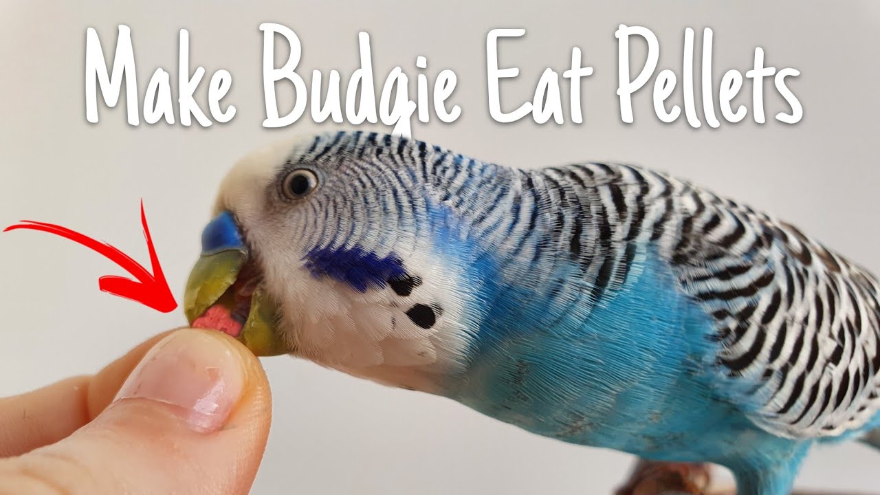 Human hand feed Specialized Pellets to budgie