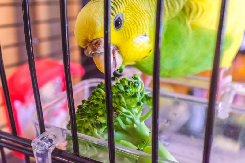 Parakeet budgerigar eating some broccoli in her cage