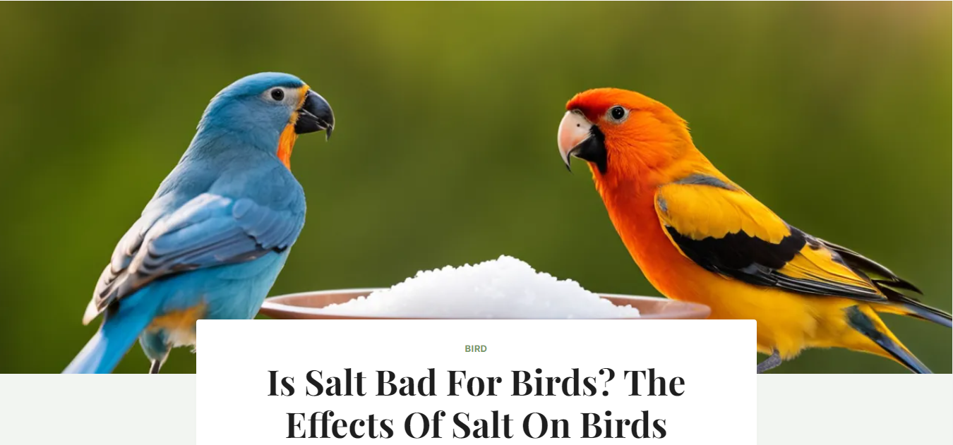 Blue and yellow colour parrots stand on plate of salt
