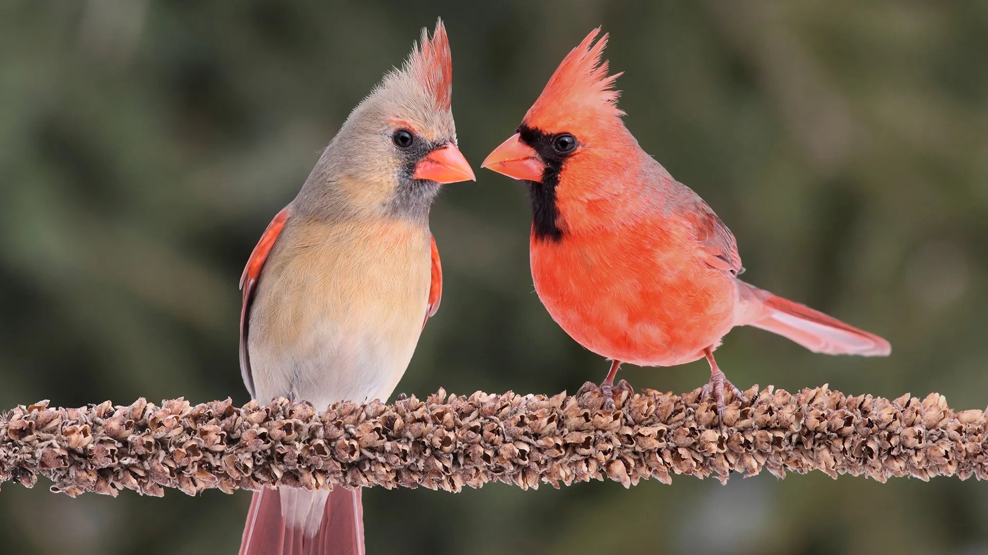 Two Cardinals sitting on a branch