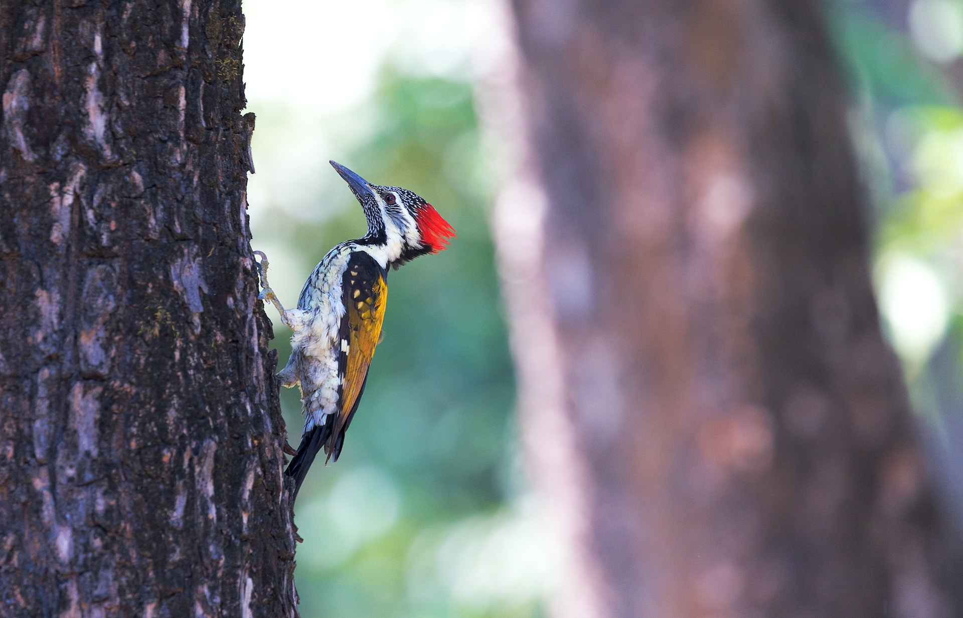 A woodpecker perched on a tree