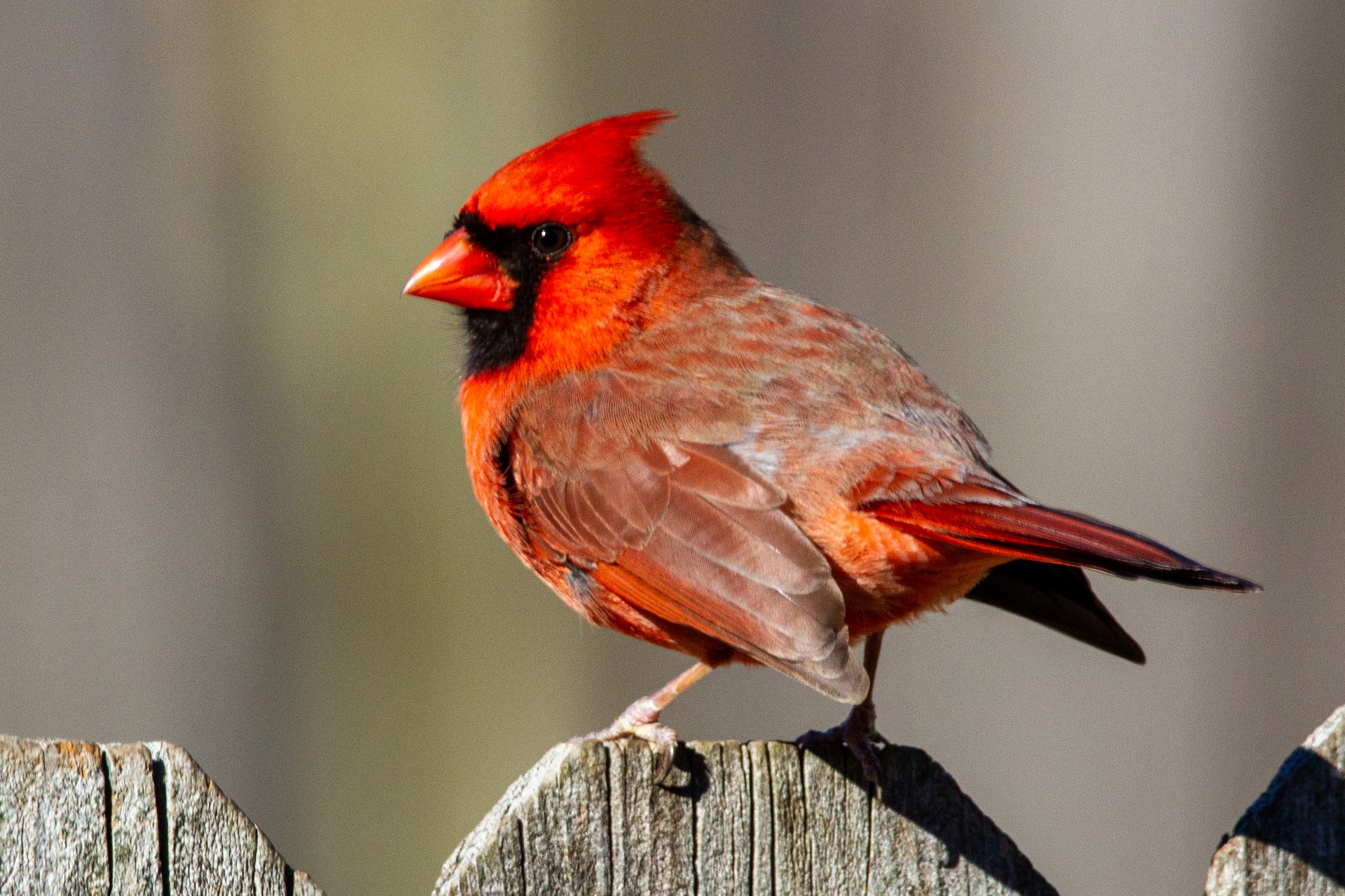 A northern cardinal sitting on a wood