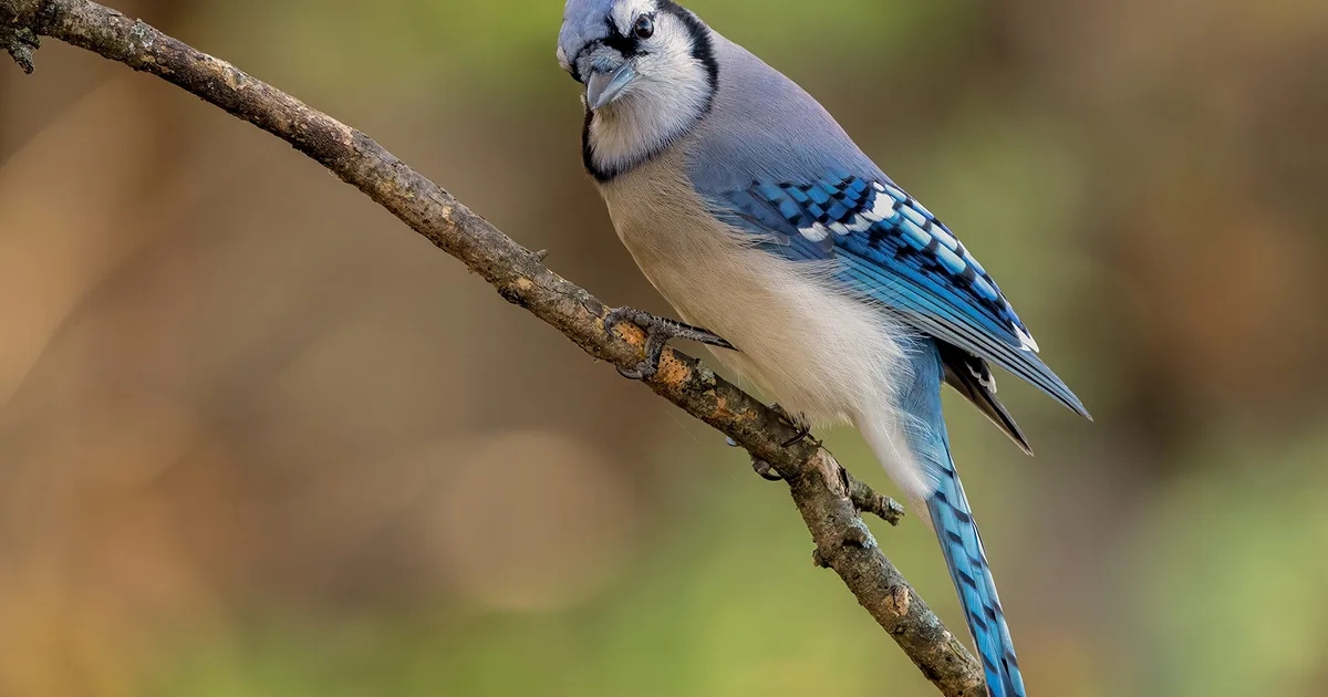 Blue Jay on a tree branch