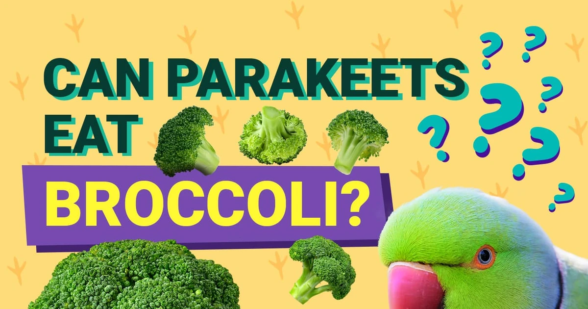 Can Parakeets Eat Broccoli? Yes, And Here's Why You Should Feed Them!