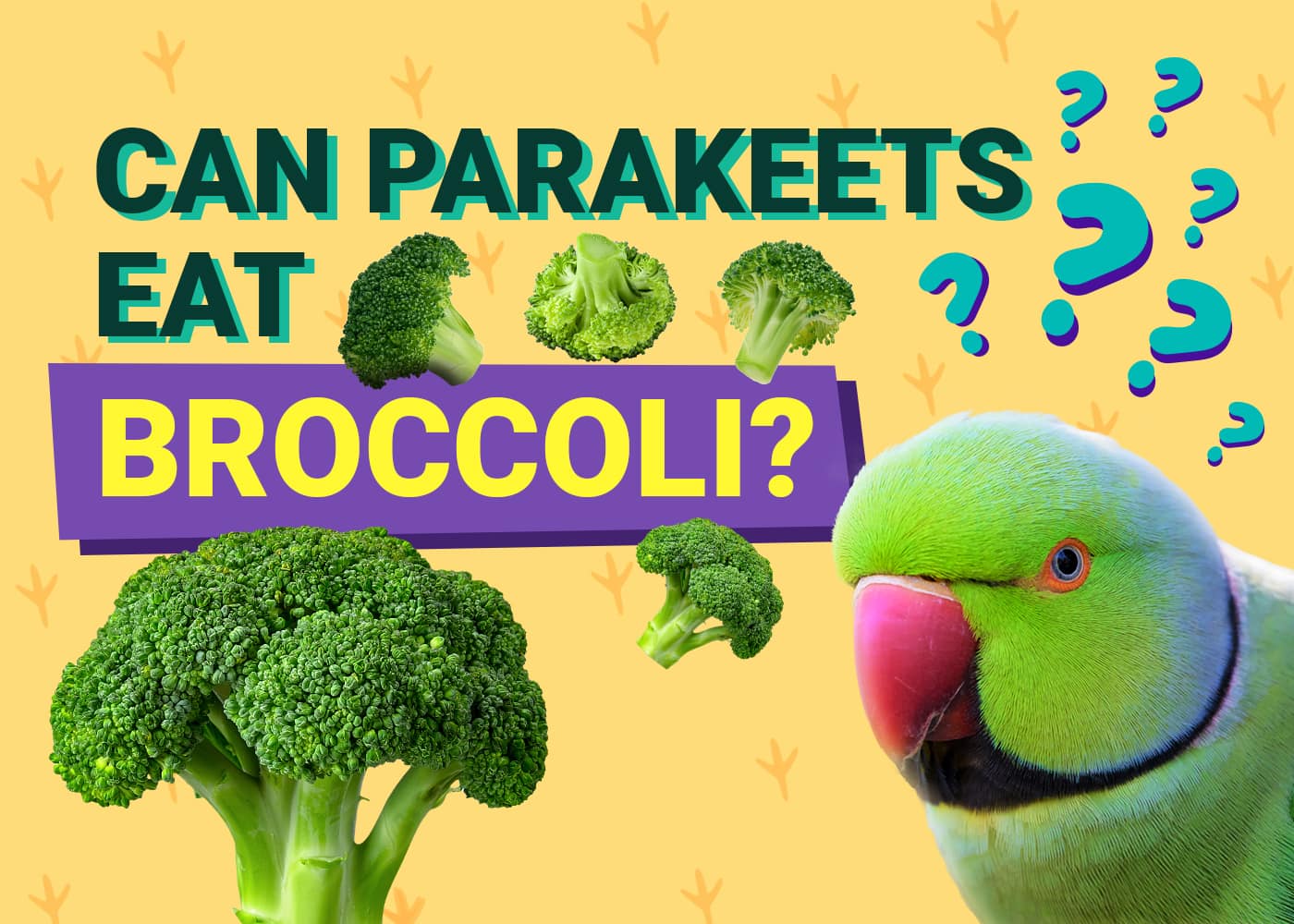 Can Parakeets Eat Broccoli? Yes, And Here's Why You Should Feed Them!