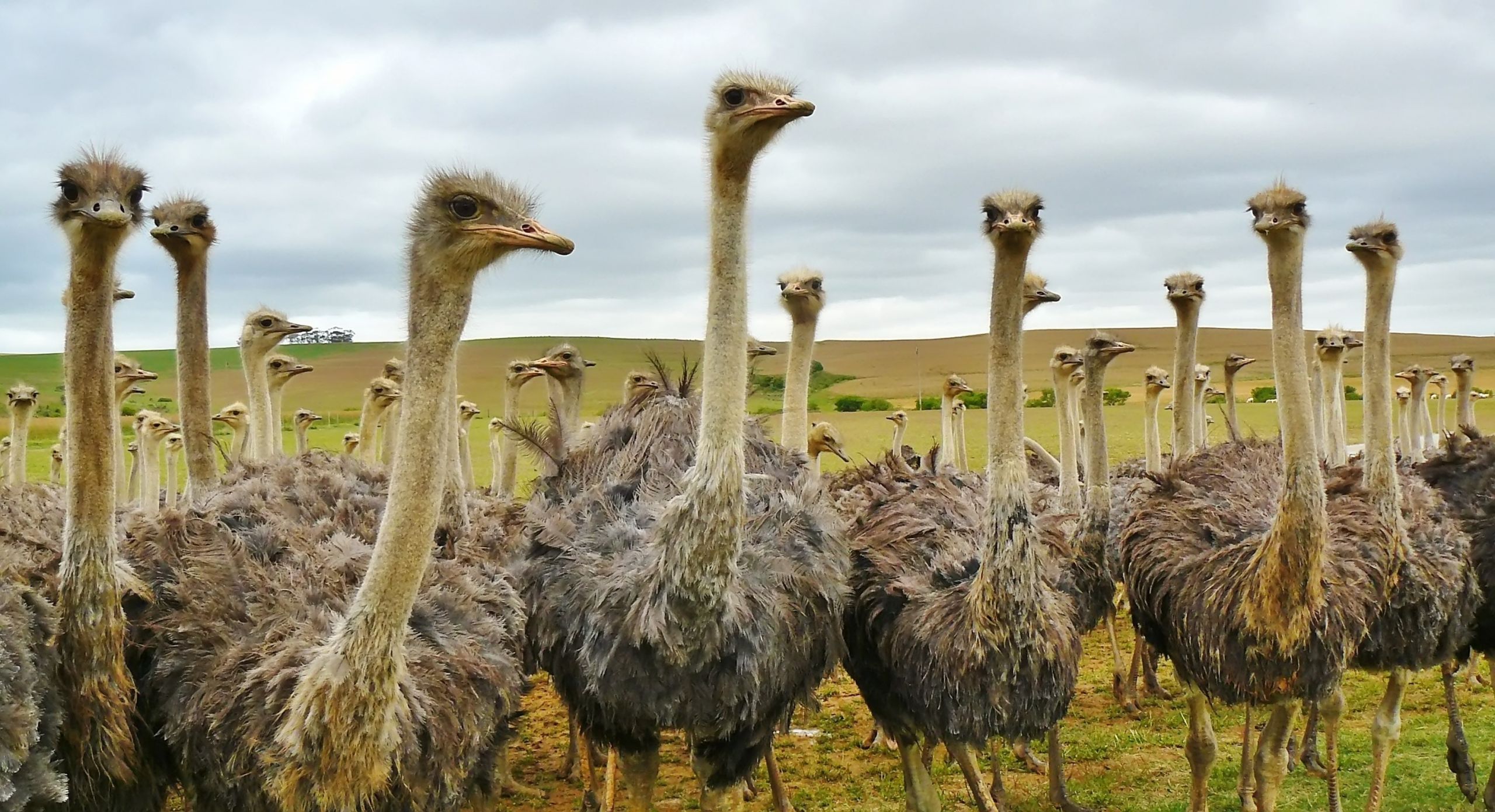 Ostriches farm