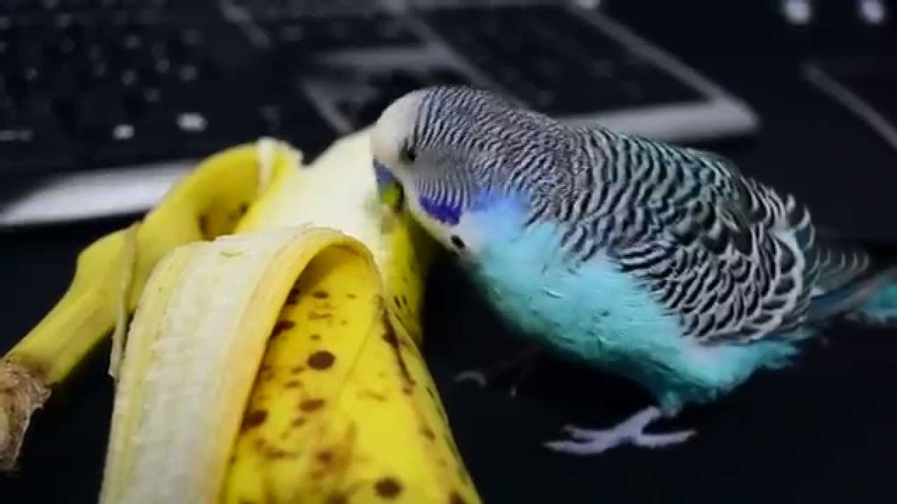 A lovebird eating banana