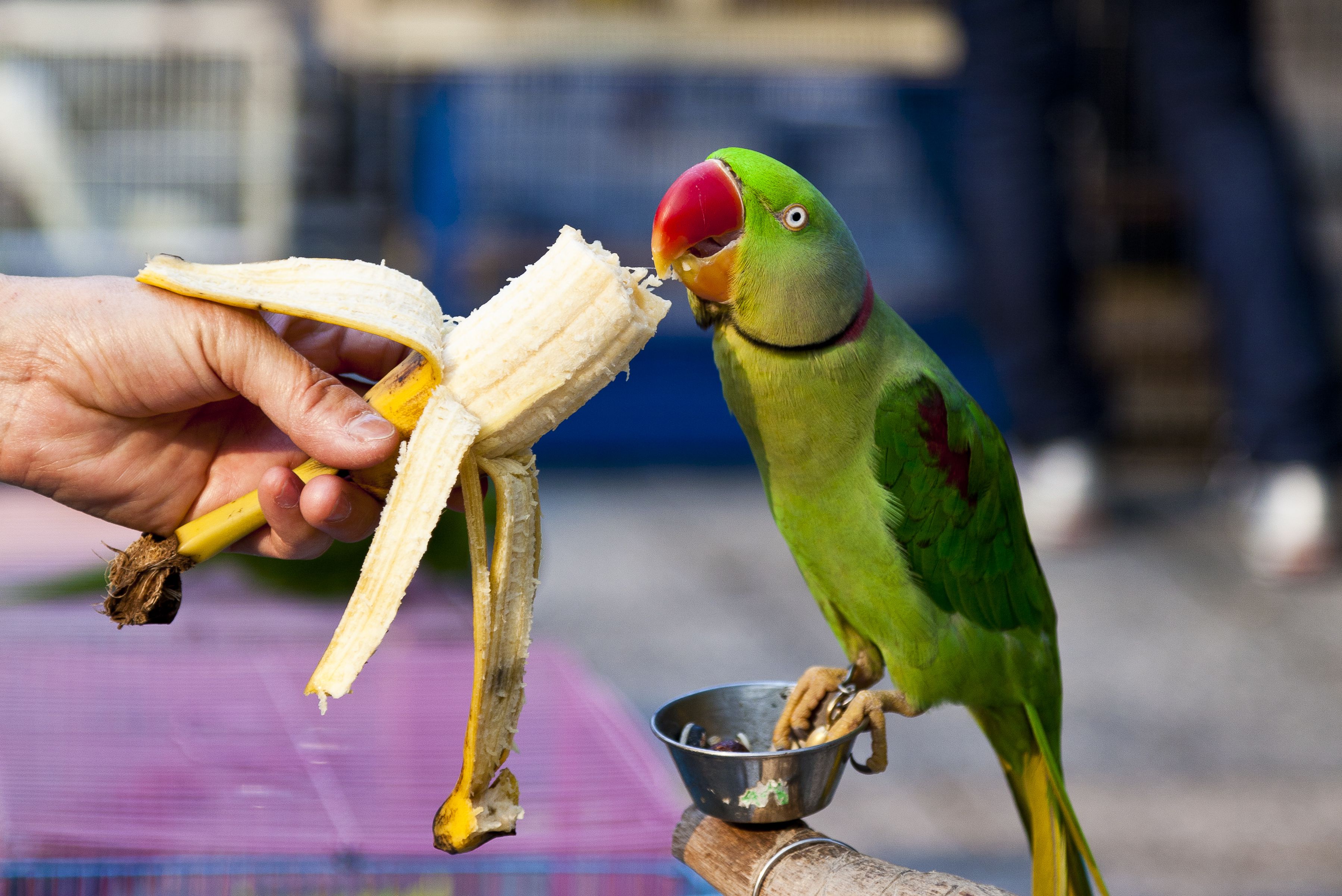 Can Lovebirds Eat Bananas? Unveiling The Sweet Secrets Of  Your Feathered Friends Nutrition
