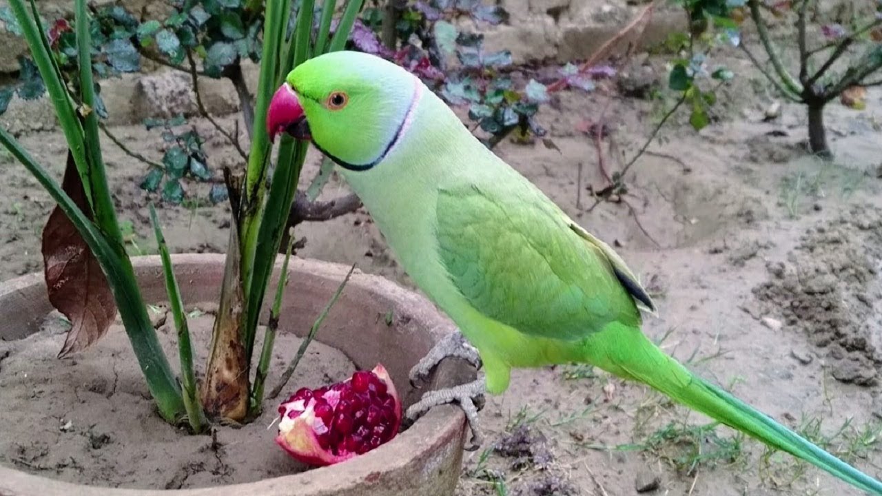Can Birds Eat Pomegranate? Feed Your Avian Friends With Love
