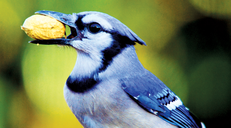 Blue Jay bird holding a peanut