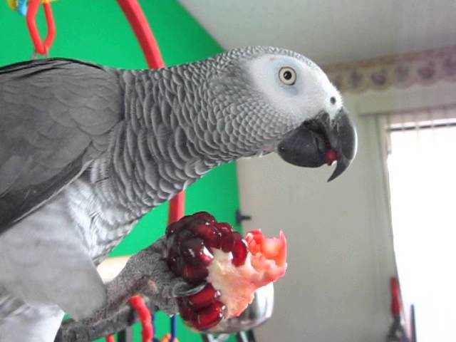 A parrot eating pomegranate