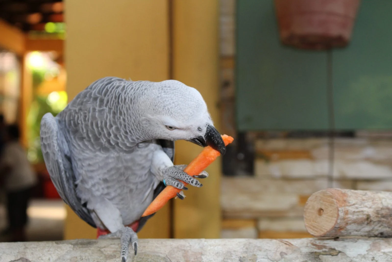 Can Birds Eat Carrots? A Secret Superfood For The Delight Of Your Feathered Friends