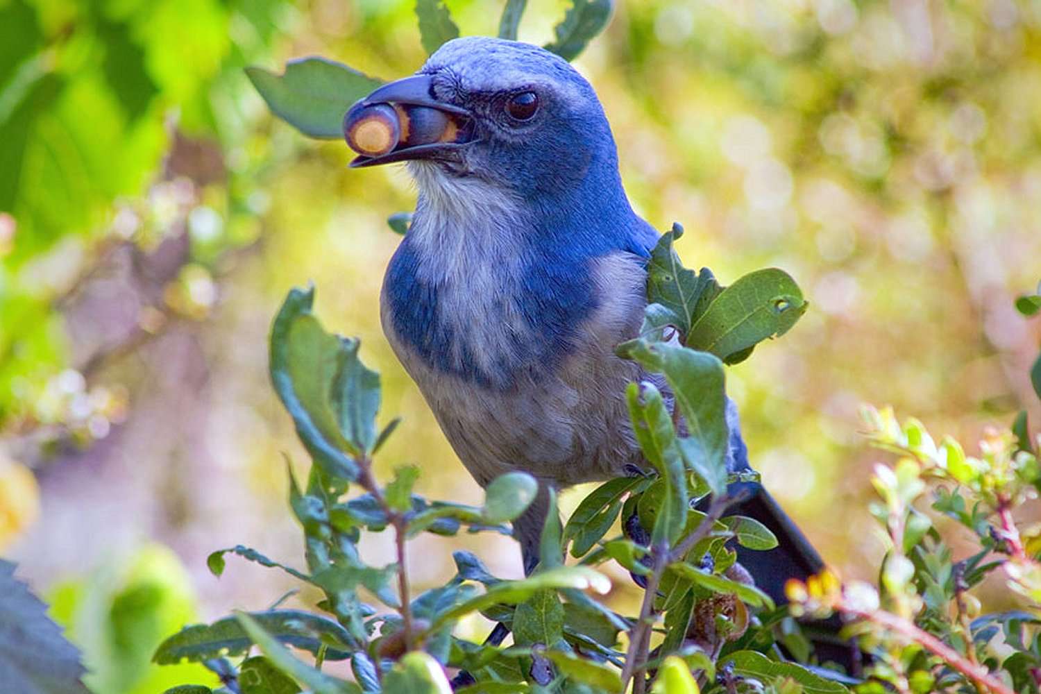 Can Birds Eat Peanuts? - Discover Which Birds Love Them