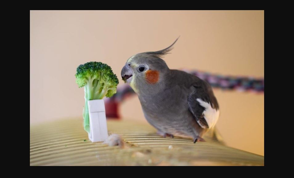 A bird about to eat broccoli