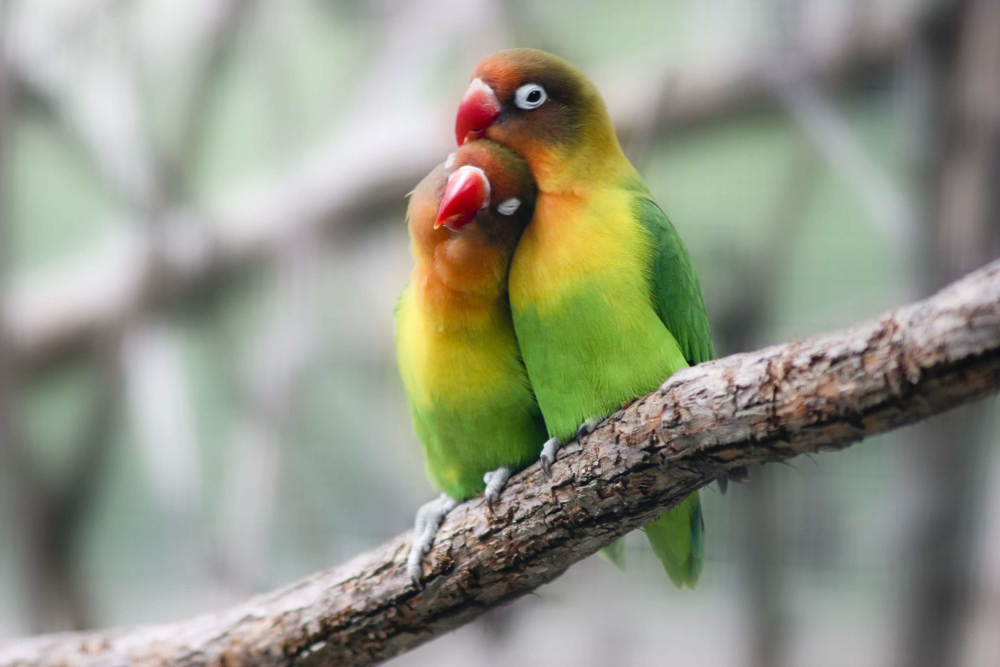 What Can Lovebirds Eat? - Maintaining Good Health Tips