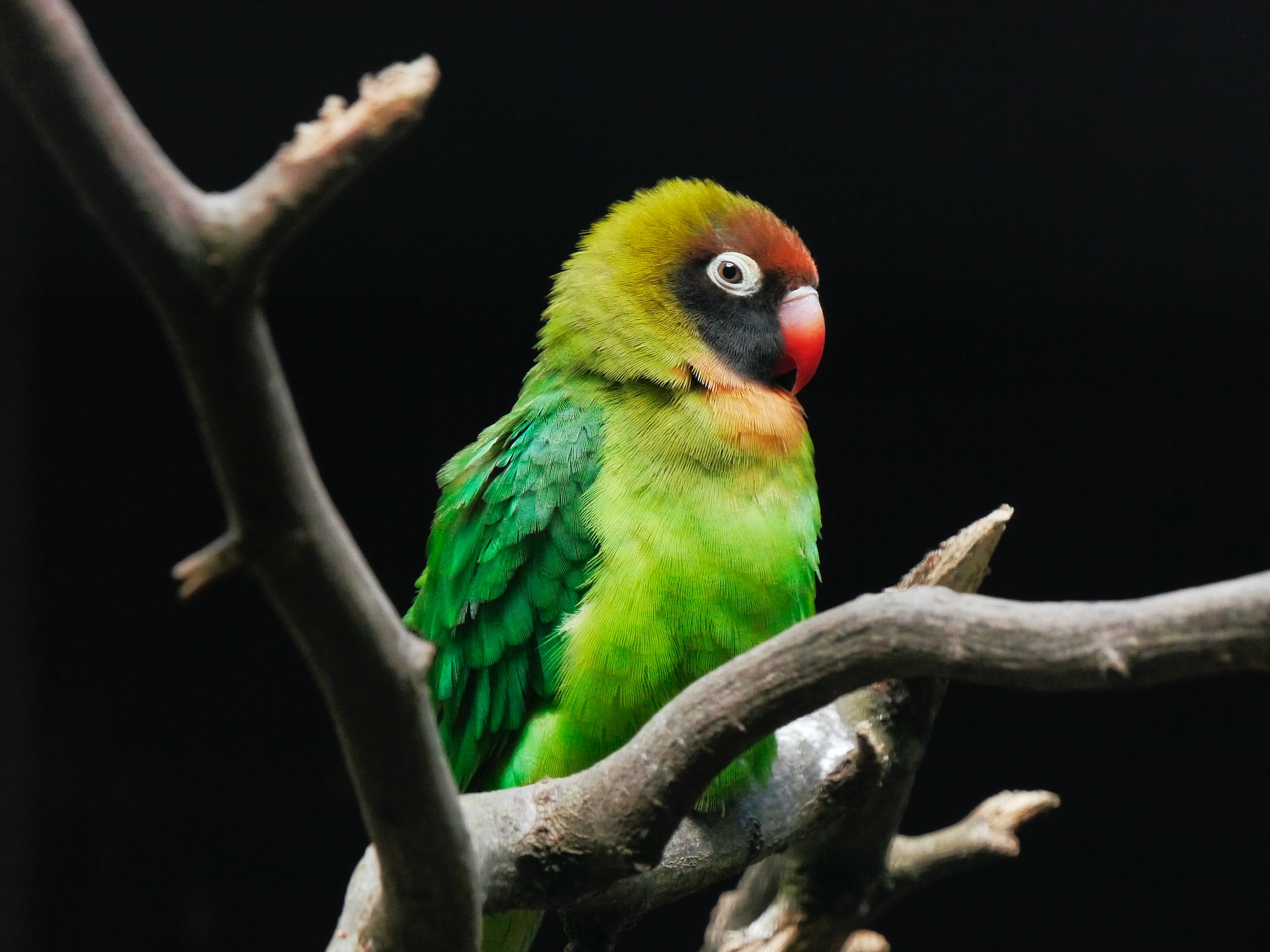 What Fruits Can Lovebirds Eat For Nutritional Variety?
