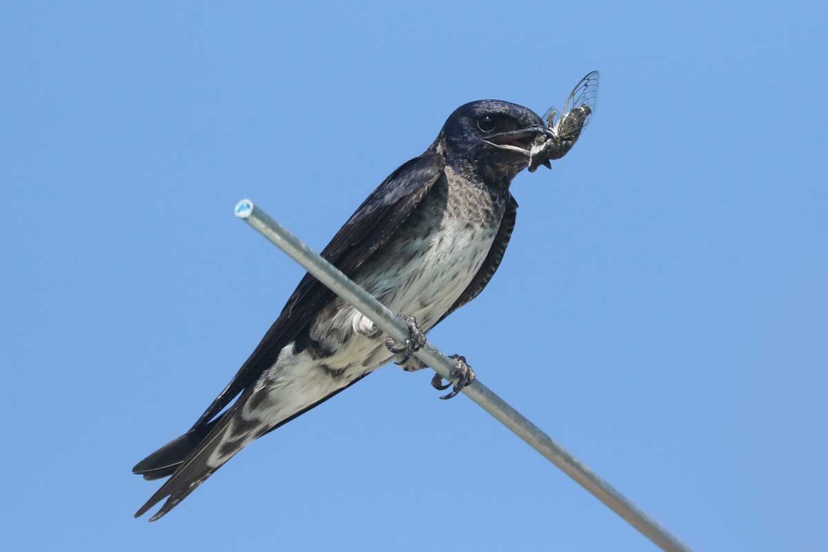 A purple martin with an insect in its beak