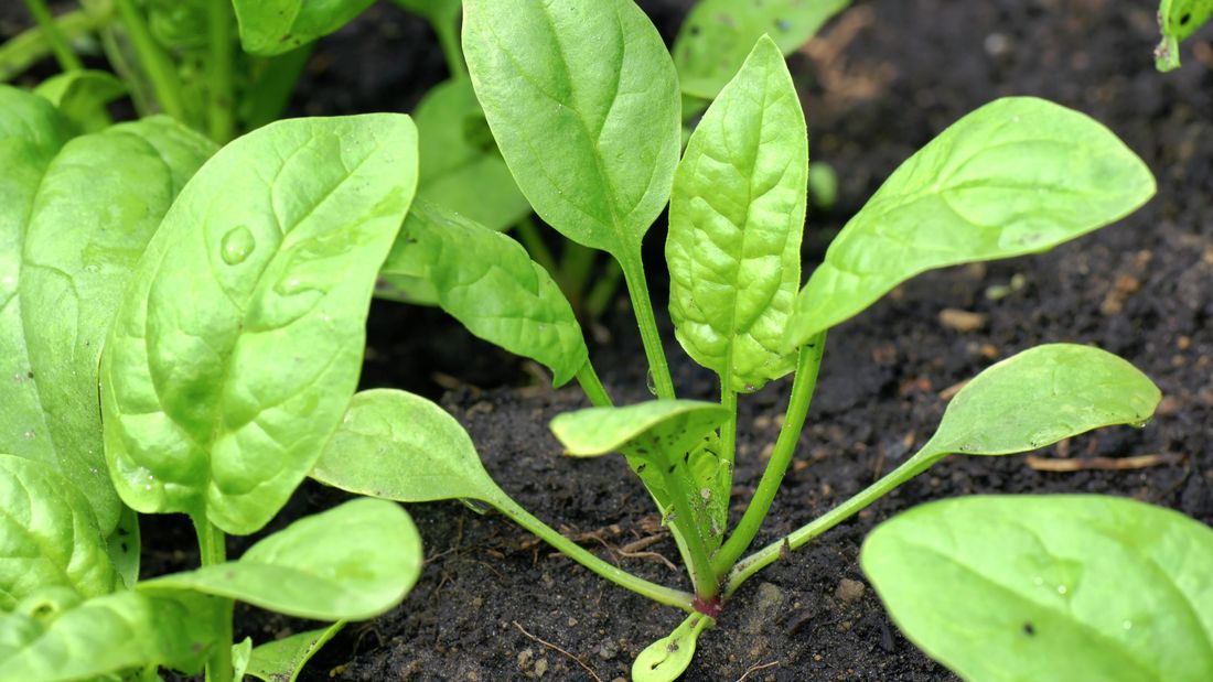 A growing spinach still in the soil