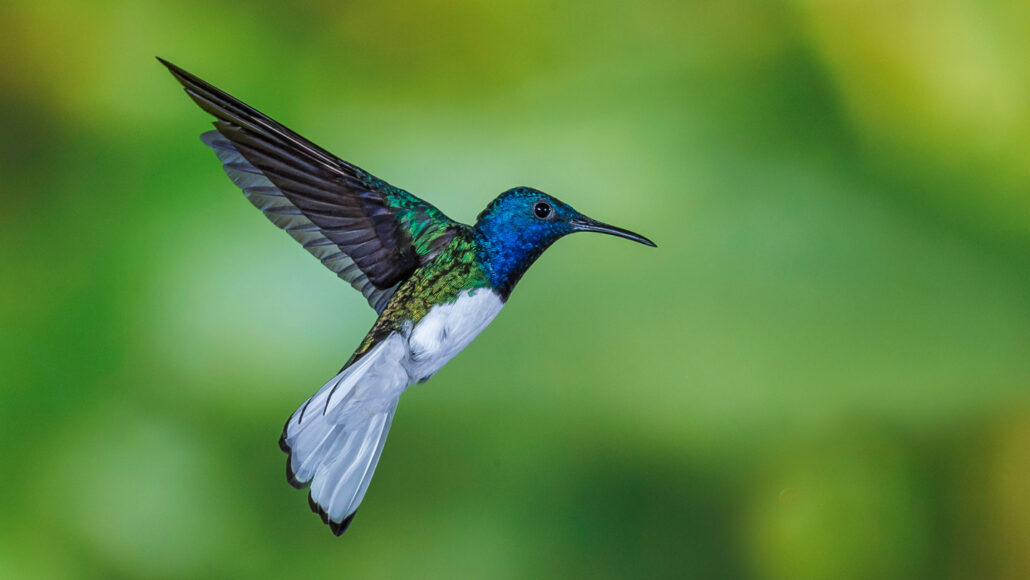 Do Birds Eat Mosquitos? Unveiling Nature's Mosquito Terminators