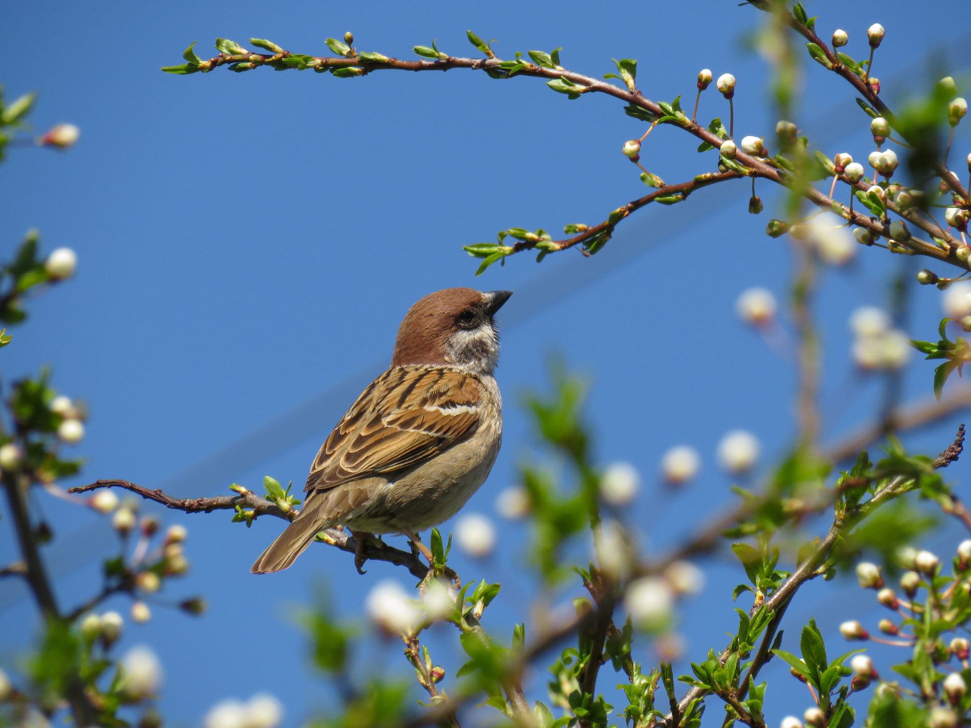 How To Kill Sparrows - Effective Methods For Sparrow Control