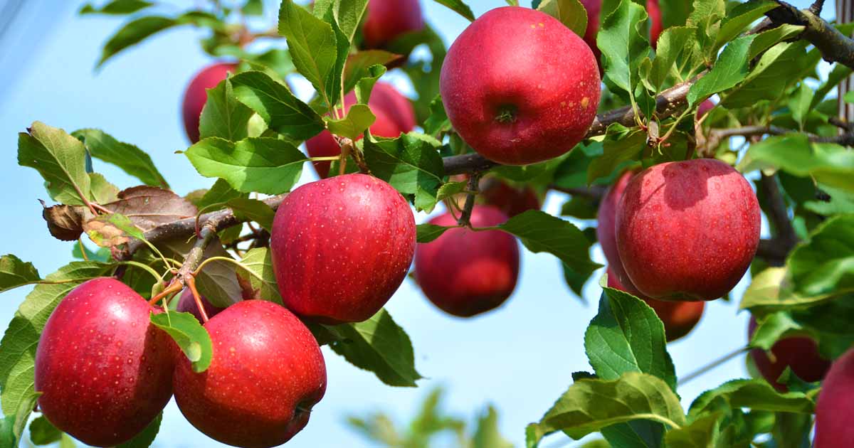 A red apple tree with several apples hanging on it