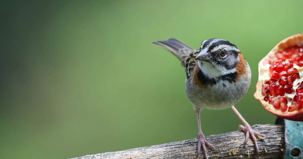 Can Birds Have Pomegranate Exploring Safe Fruit Options