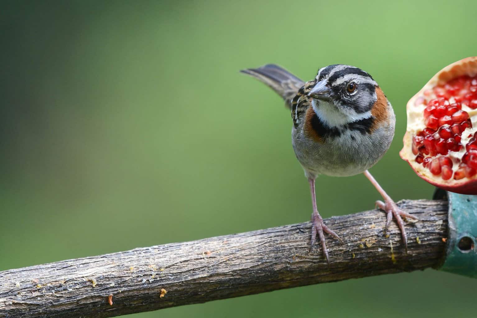 Can Birds Have Pomegranate - Exploring Safe Fruit Options