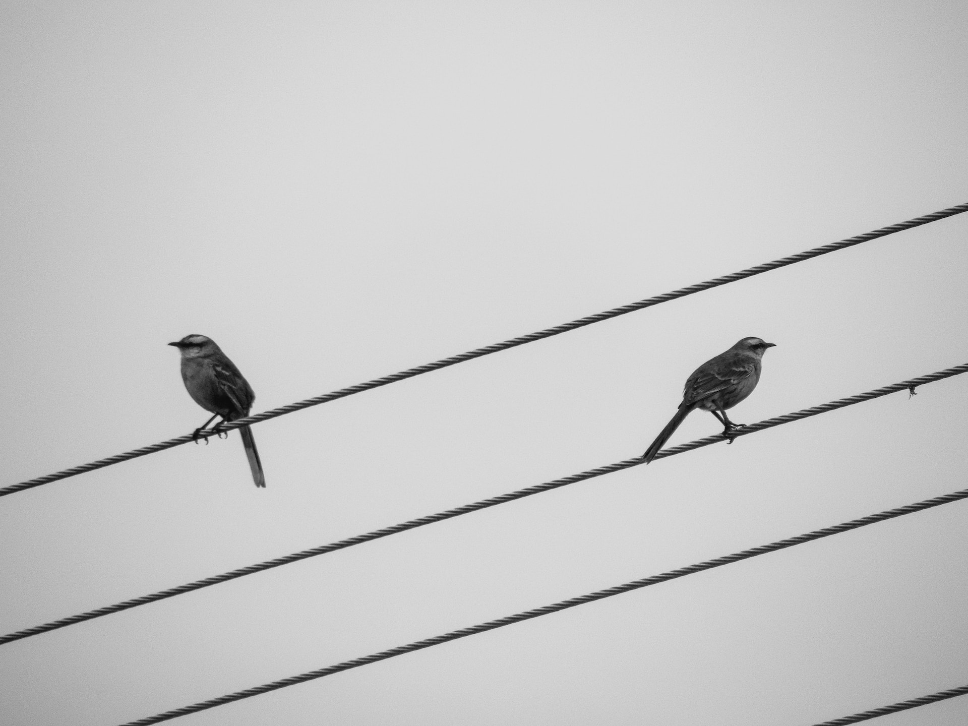 Two sparrows sitting on an electricity cable