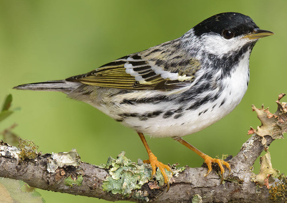 A blackpoll warbler sitting a tree branch