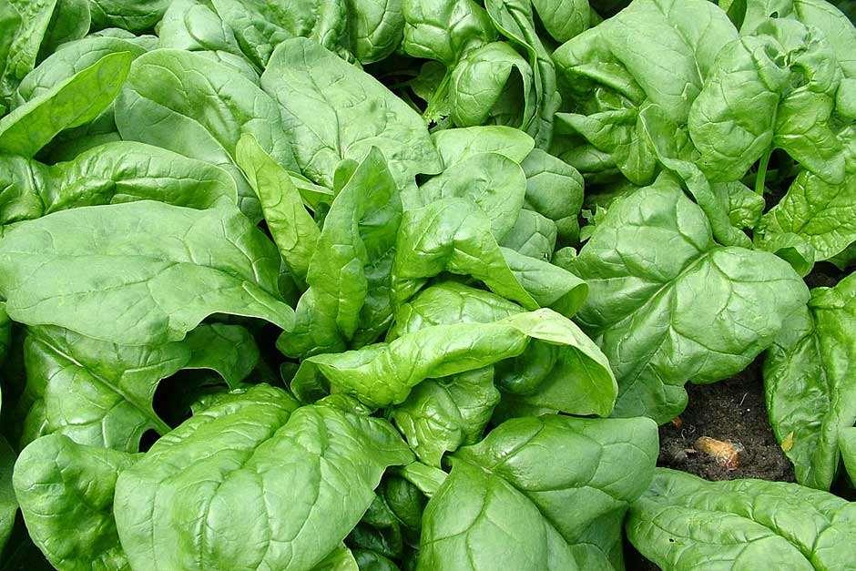 Can Birds Eat Spinach? Unveiling The Truth About Bird Nutrition