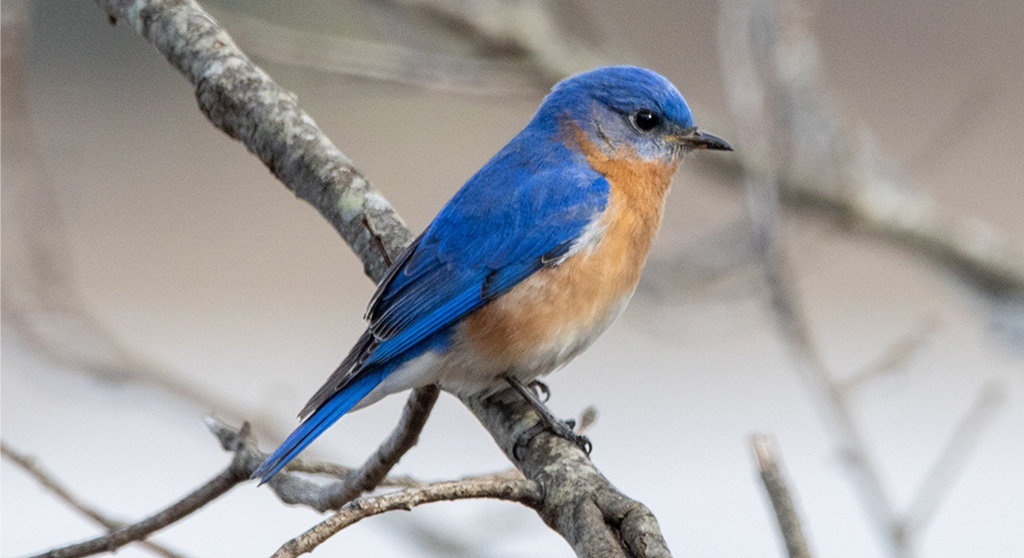 A bluebird witting on a tree branch