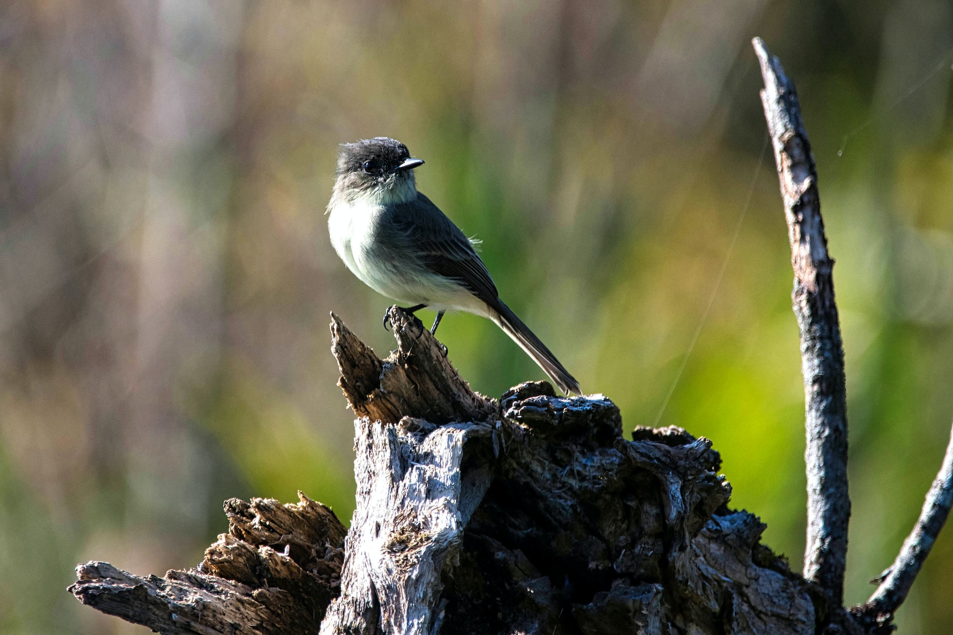 An eastern phoebe sitting on a tree stomp