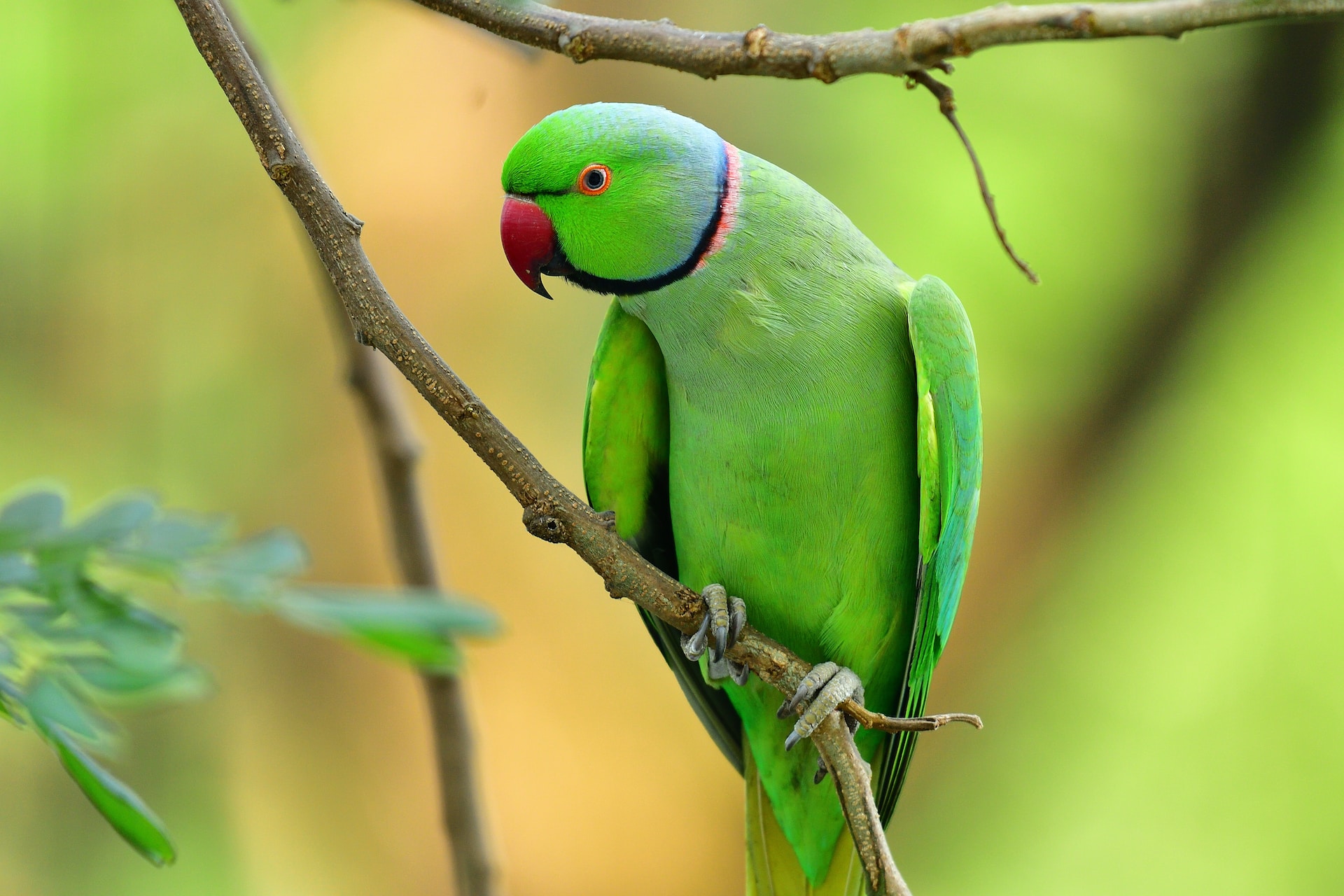 A parrot sitting on a tree branch