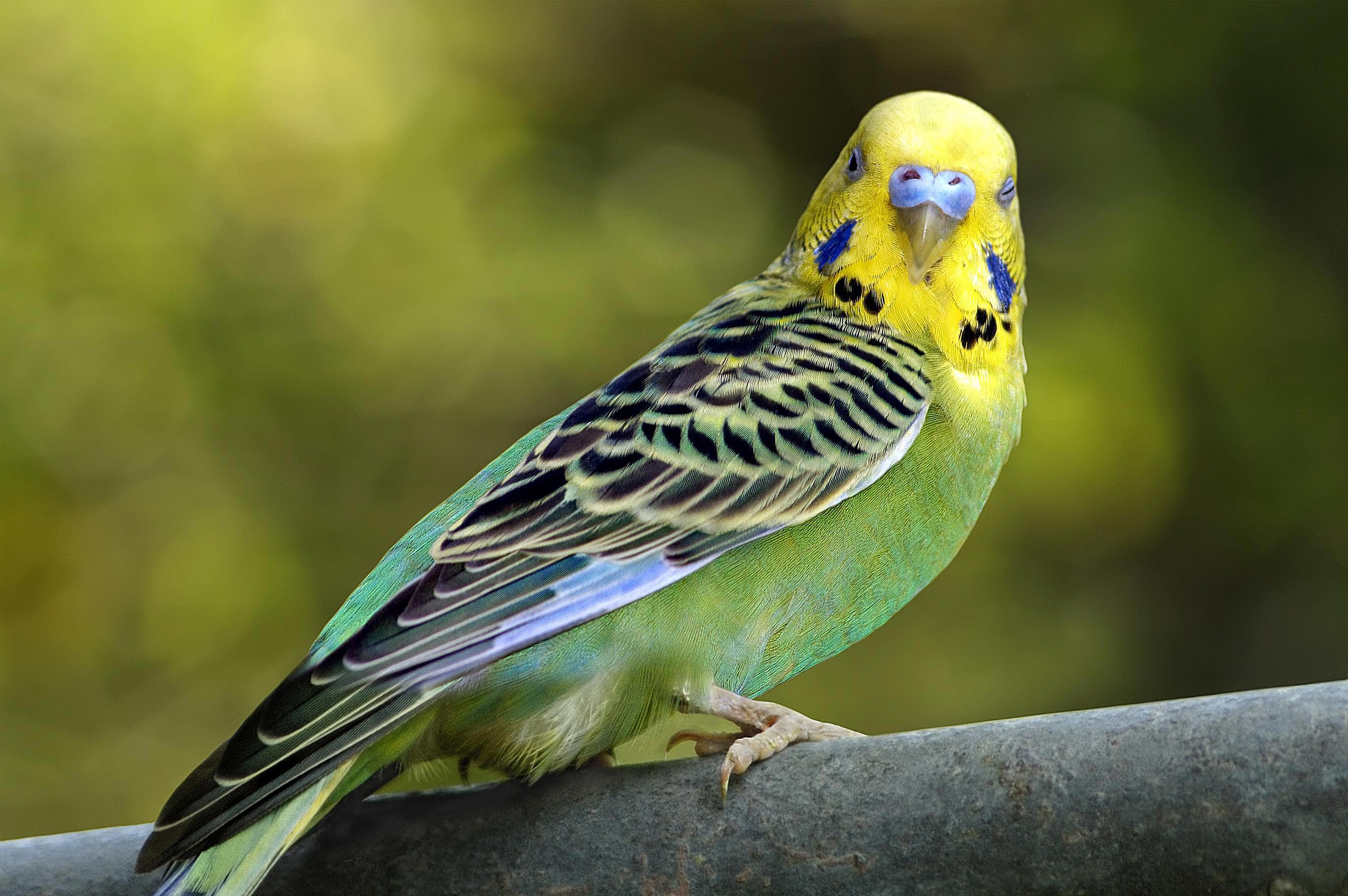 A parakeet sitting on a log