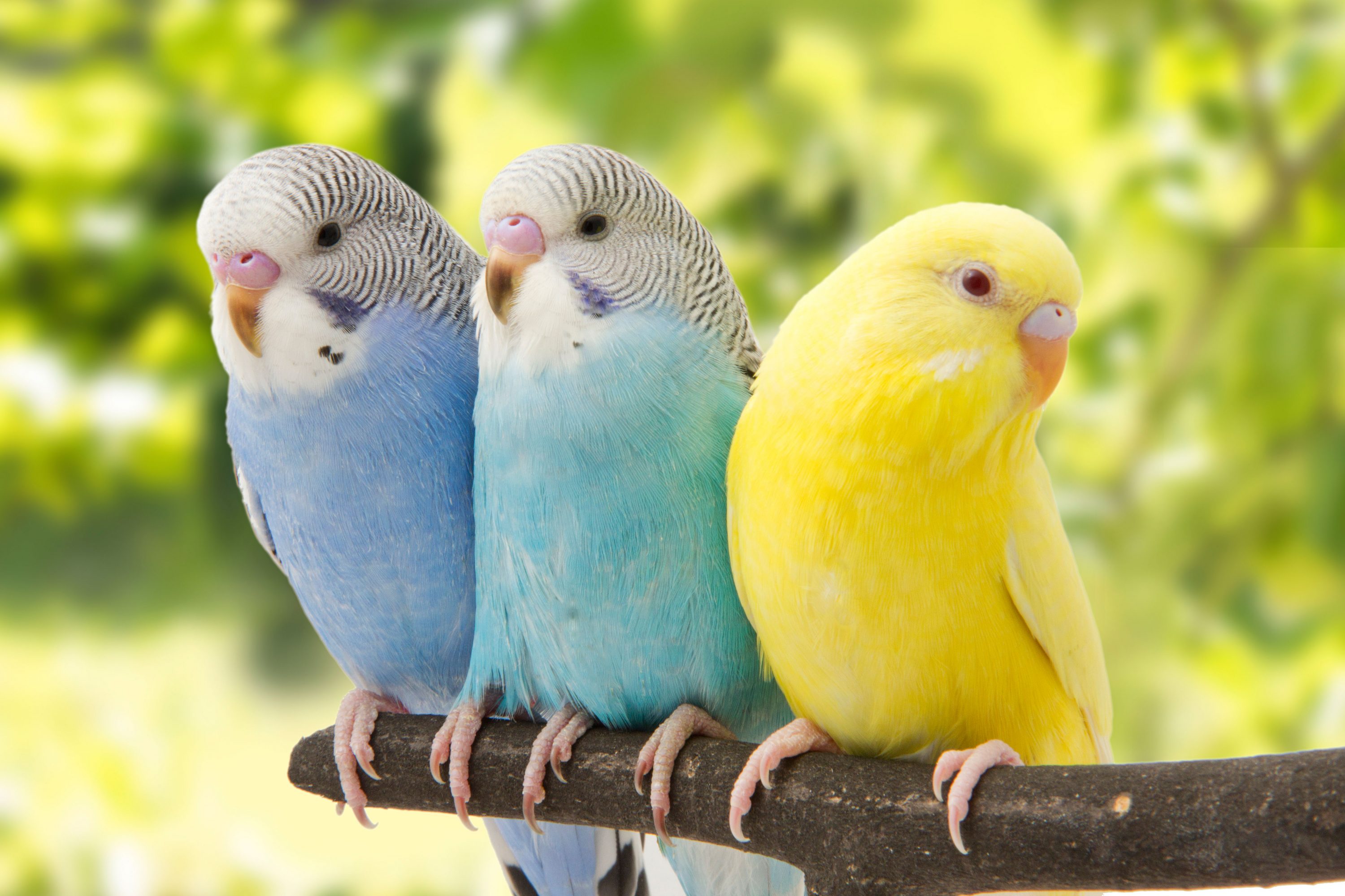 Two blue and one yellow budgies sitting on a tree branch