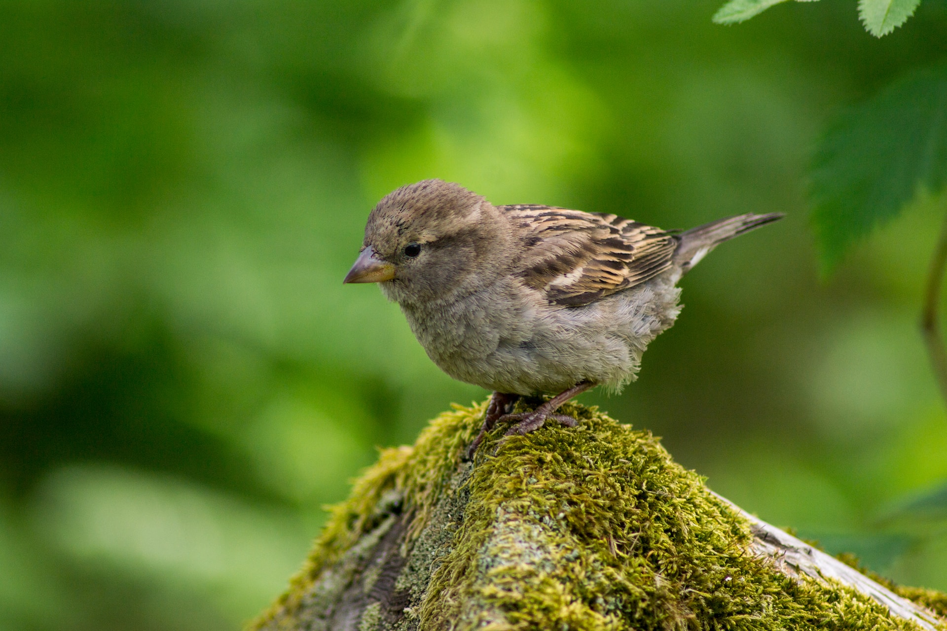 A sparrow sitting on the tip of a rock